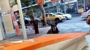 Pizza-Loving Dog in Mexico Pretends to Be Stray to Get Free Slices While Wearing a Tag, &lsquo;Don&rsquo;t Give Me Pizza&rsquo; (View Pics)