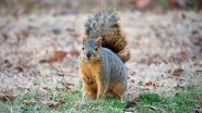 2-Foot Tall Squirrels Caught on Camera in North Carolina, View Pic of Fox Squirrel