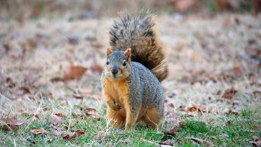 2-Foot Tall Squirrels Caught on Camera in North Carolina, View Pic of Fox Squirrel