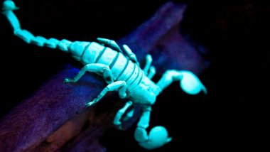 Youtuber’s Video of Glowing Scorpion Fascinates Twitteratti, Here is Why Scorpions Glow Under Ultraviolet Light