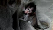 Moscow Zoo Welcomes a Rare Western Lowland Gorilla & It&rsquo;s a Girl!