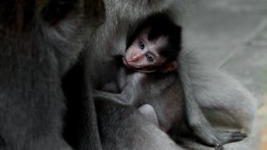 Moscow Zoo Welcomes a Rare Western Lowland Gorilla & It’s a Girl!