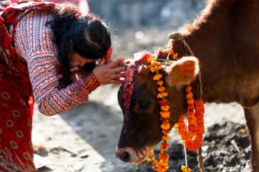 Govatsa Dwadashi Images & Vasu Baras Rangoli, Photos of Gau Mata Puja ...