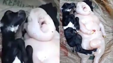 ‘Half-Pig Half-Human’ Creature Born To a Goat Freaks Filipino Villagers Out (Watch Video)