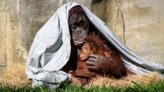 Cadbury Chocolate Bars, Oreo Cookies etc. Are Pushing the Orangutans Towards Extinction, Says Report