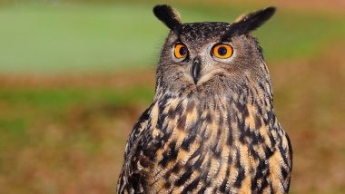Owl Sacrifice for Diwali! Know The Story Behind The Tradition That Spikes Illegal Trade of Nocturnal Birds During Deepavali
