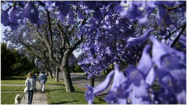 Jacaranda Trees Turn Streets of Sydney Into a Purple Haze! See Stunning Pictures of Beautiful Flowers