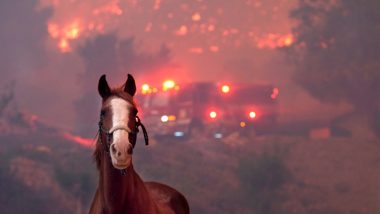 California Wildfire Takes Heavy Toll on Animals Despite Massive Rescue Operations; Heart-Rending Pictures Go Viral