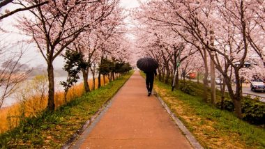India International Cherry Blossom Festival 2018 Begins in Shillong as Himalayan Cherry Flowers Bloom (See Pictures)
