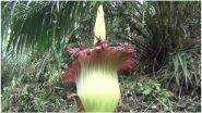 Sumatran Titan Arum, Endangered Giant Foul-Smelling Corpse Flower, Spotted at Botanical Garden in Warsaw; Crowds Wait for Hours To Take a Glimpse