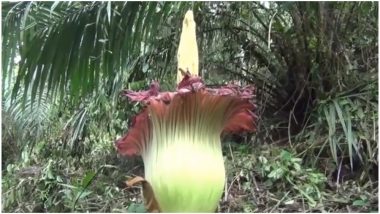 Titan Arum Known As 'Corpse Flower' Blooms in Indonesian Farm, Smell of Rotten Flesh Attracts Visitors (Watch Video)