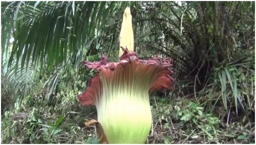 Sumatran Titan Arum, Endangered Giant Foul-Smelling Corpse Flower, Spotted at Botanical Garden in Warsaw; Crowds Wait for Hours To Take a Glimpse