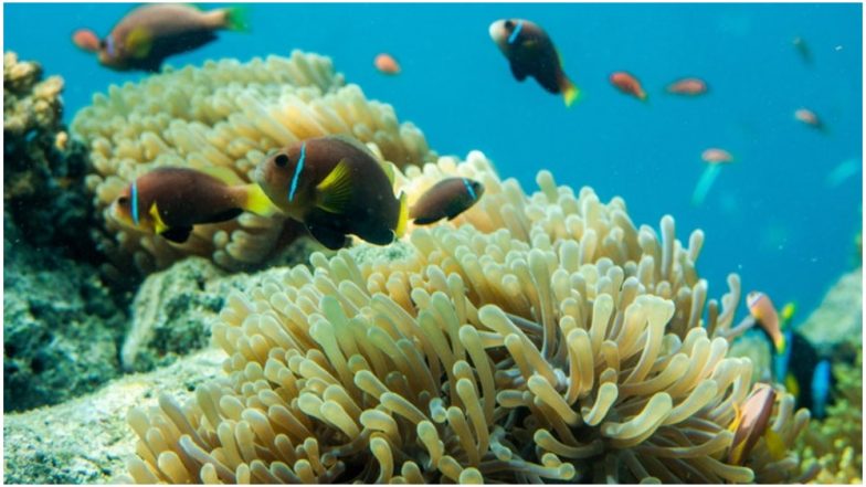 Palau To Ban Sunscreen To Save Coral Reefs: Here's How Sunscreen Affects Marine Life