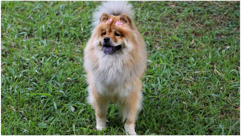 British Police Officer Arrests Dog for Biting Him, Netizens Demand #FreeBungle With Change.org Petition