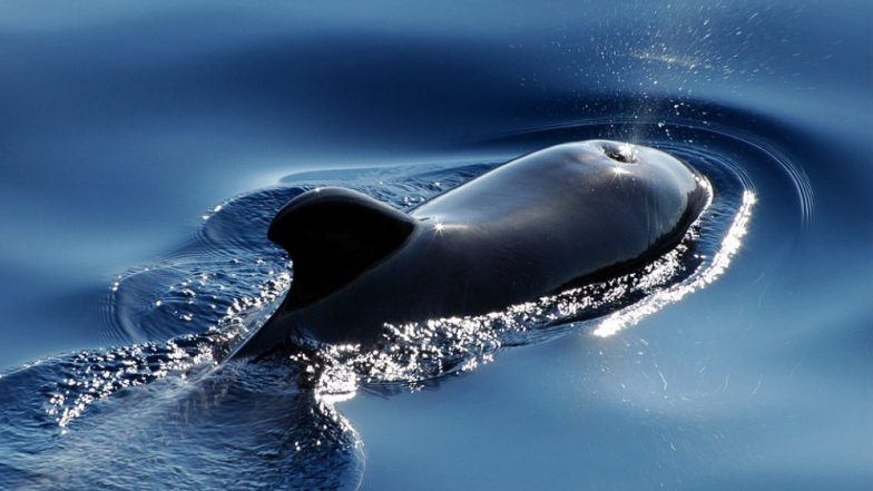 Pilot Whale Found Dead on Indonesian Beach of East Nusa Tenggara