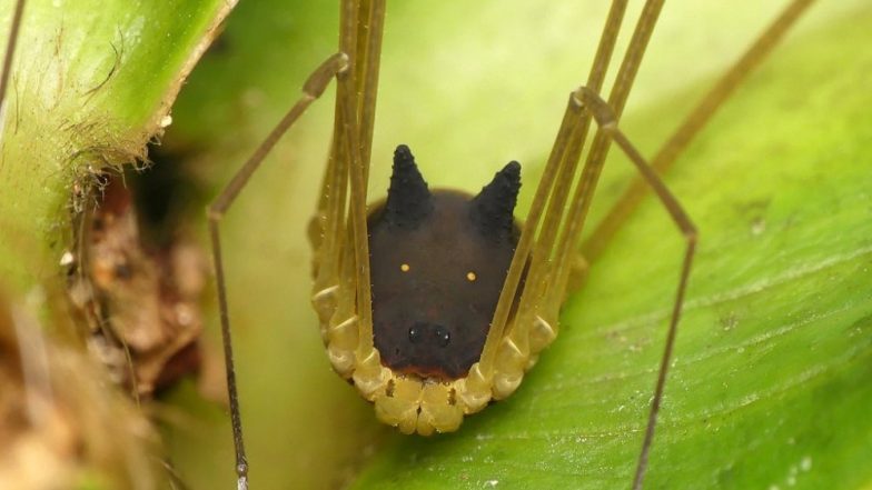 Arachnid With a Bunny Rabbit’s Head Is Supposedly Older Than the Dinosaurs! (Watch Video)