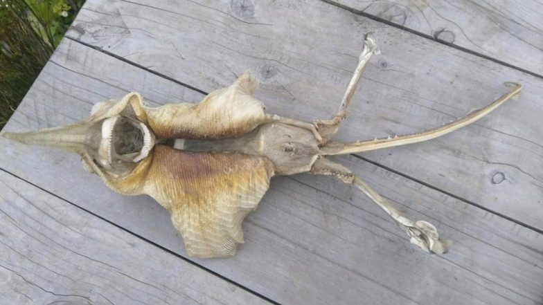 Mystery Sea Creature Washes Ashore Canterbury Beach in New Zealand