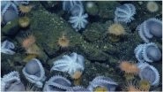 Octopus Gathering Found! More Than Hundred Creatures Brooding in California Coast