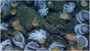 Octopus Gathering Found! More Than Hundred Creatures Brooding in California Coast