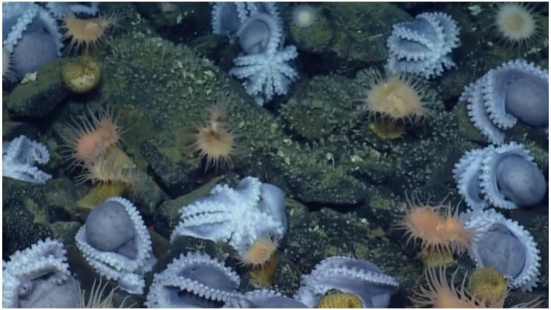 Octopus Gathering Found! More Than Hundred Creatures Brooding in California Coast Octopus Gathering Found! More Than Hundred Creatures Brooding in California Coast