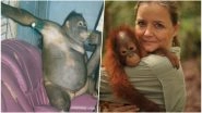 &lsquo;Prostitute&rsquo; Orang-Utan&rsquo;s Heart-Breaking Story Reveals She Was Chained To Bed, Forced to Perform Sex Acts On Men in Indonesia