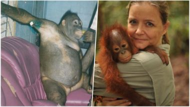 ‘Prostitute’ Orang-Utan’s Heart-Breaking Story Reveals She Was Chained To Bed, Forced to Perform Sex Acts On Men in Indonesia