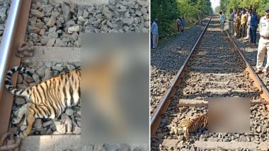 Maharashtra: 2 Tiger Cubs Crushed to Death by Train Near Lohara Forest Area, Chandrapur