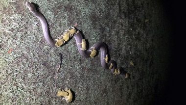 Twitter Amazed With a Picture of Cane Toads Riding the Back of a Python Amidst Storm in North Australia, Amphibian Expert Says Toads Were Trying to Mate