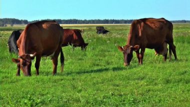 Uttar Pradesh: Eight Cattle Smugglers Arrested While Trying to Move Livestock to Nepal