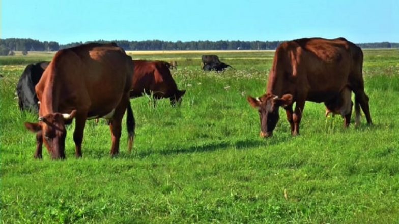 Uttar Pradesh: Eight Cattle Smugglers Arrested While Trying to Move Livestock to Nepal