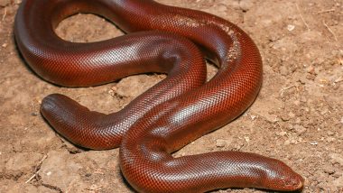 Snake Worth Rs 20 Lakhs Recovered by Mumbai Police, 2 Men Arrested for Smuggling Rare Red Sand Boa
