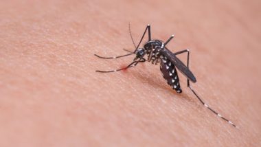 Genetically-Modified Mosquitoes OX5034 Can Potentially Control Aedes Aegypti Population to Curb Dengue, Zika & Other Vector-Borne Diseases! 750 Million Approved for Release in the Florida Keys