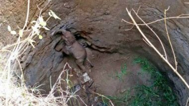 Baby Elephant Falls into Well in Jharkhand's Ramgarh, Rescued