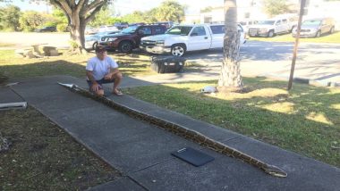 Largest Burmese Python About 18-Foot Long Caught in Florida, View Pic of The 68 Kgs Serpent