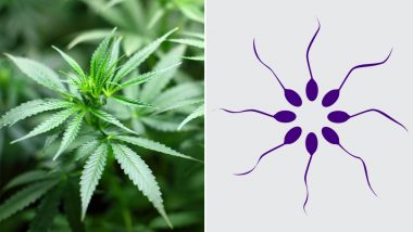 Can Marijuana Alter Sperm Count? Long-Term Exposure To Cannabis Can Affect Male Fertility