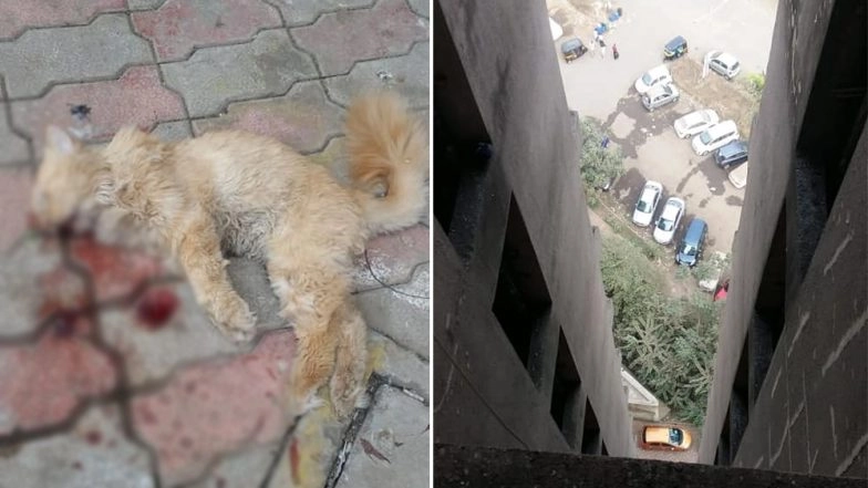Thane Man Throws Neighbour&rsquo;s Pet Cat From 16th Floor; Netizens Furious