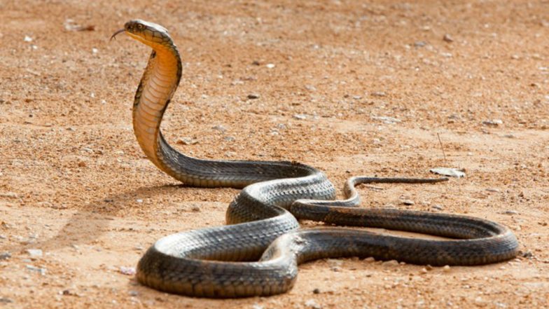 Cobra Snake Caught in Mayurbhanj District of Odisha, Watch Video of 19 ...