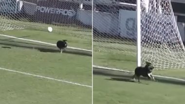 Viral Video: Dog Saves a Goal in a Football Match in Argentina, Gets Declared 'Best Goalkeeper' by Enthusiastic Netizens