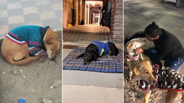Delhi Winters: Stray Dogs in Capital City Get Sweaters Every Winter to Fight Cold, See Cute Pictures