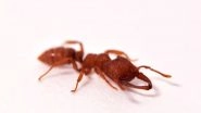 Fastest Mover in The Earth is a Tiny Creature Named Dracula Ants! Watch Video of Snapping Jaws at 320 km/h