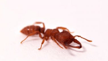 Fastest Mover in The Earth is a Tiny Creature Named Dracula Ants! Watch Video of Snapping Jaws at 320 km/h