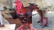 World's Most Expensive Chicken: Dragon Chickens From Vietnam Are Costliest Poultry For Their Enormous Legs, Watch Video