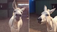 Meet Emily, The Singing Donkey From Maharashtra Who Sings Whenever in Mood, Watch Video