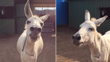 Meet Emily, The Singing Donkey From Maharashtra Who Sings Whenever in Mood, Watch Video