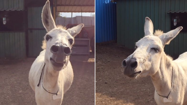 Meet Emily, The Singing Donkey From Maharashtra Who Sings Whenever in Mood, Watch Video