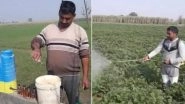 Alcohol Boosts Potato Production? Farmers in Uttar Pradesh Are Trying New Technique to Increase Produce, View Pics