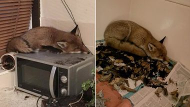 What The Fox! London Family Surprised to See a Fox Sleeping on Their Microwave, View Pic