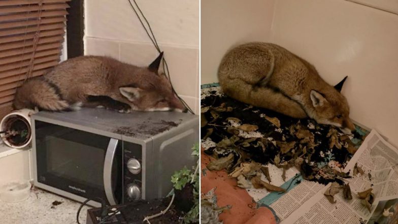 What The Fox! London Family Surprised to See a Fox Sleeping on Their Microwave, View Pic