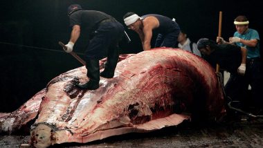 Japan to Restart Whale Hunting From July 2019, Decision Irks International Whaling Commission