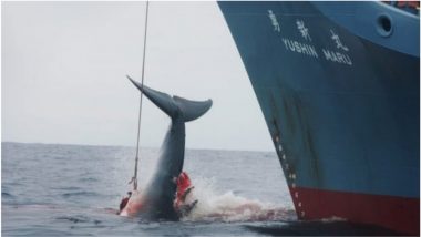 Japan Quits International Whaling Commission To Resume Commercial Whaling